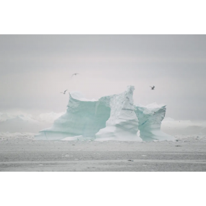 Iceberg with Gulls, Disko Bay