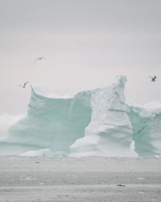 Iceberg with Gulls, Disko Bay