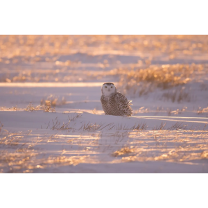 Backlit Juvenile Snowy Owl