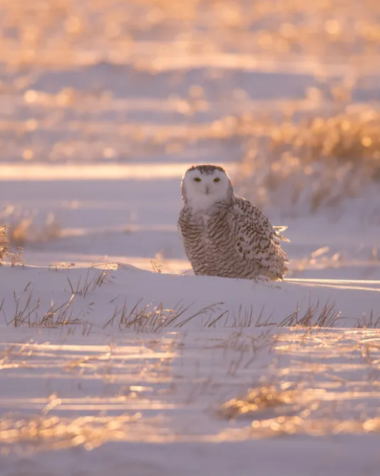 Backlit Juvenile Snowy Owl