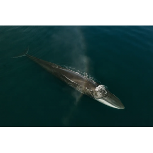 Fin Whale Blow