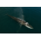 Fin Whale Blow